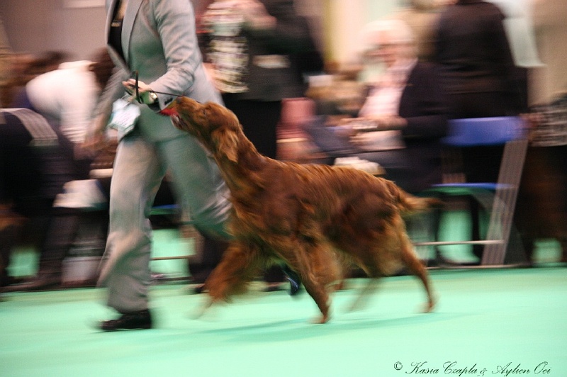 Crufts2011 895.jpg